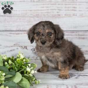 Andy, Miniature Poodle Mix Puppy